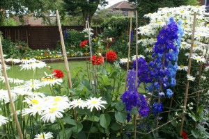 Growing perennials